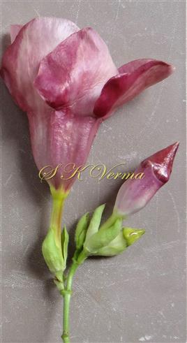  Inflorescence